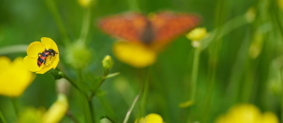 Spring Flowers image slide