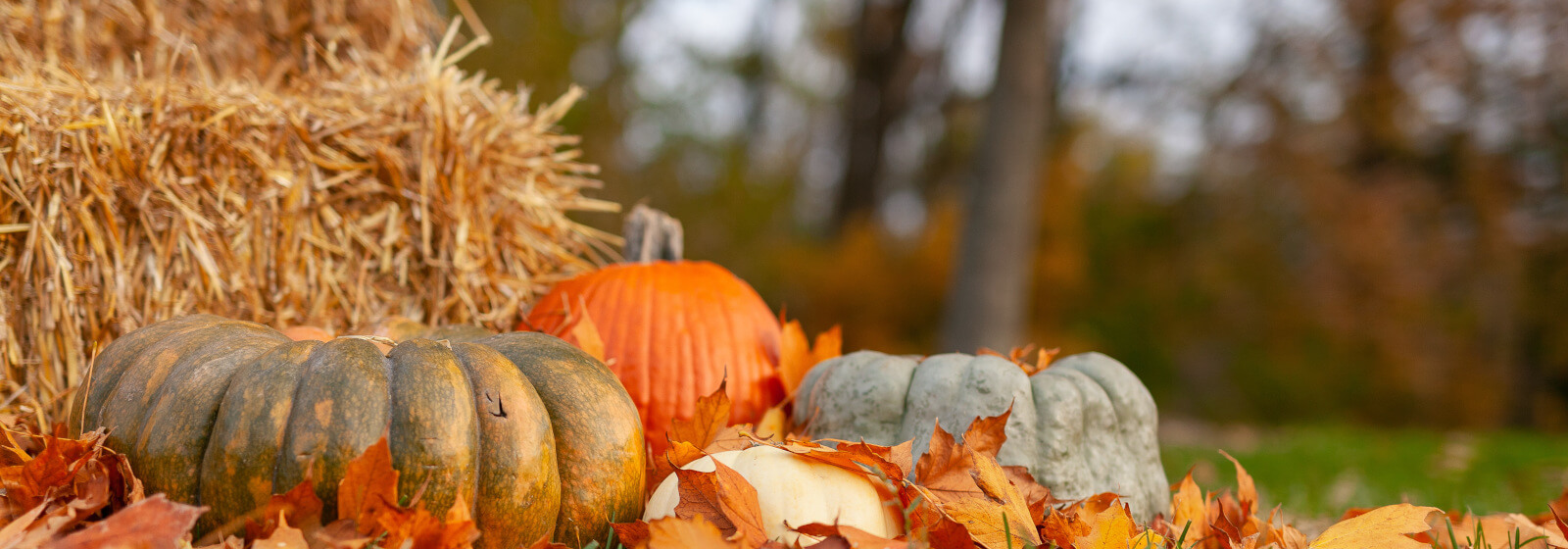 Pumpkins image slide